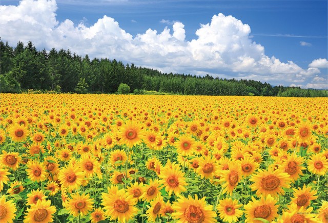 北海道 風景 写真 パズルの通販 価格比較 価格 Com