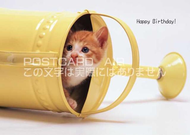 誕生日 カード はがきの人気商品 通販 価格比較 価格 Com