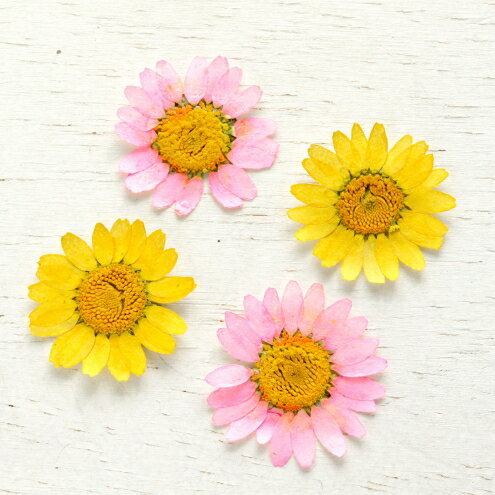 ドライフラワー ピンク クラフトの通販 価格比較 価格 Com