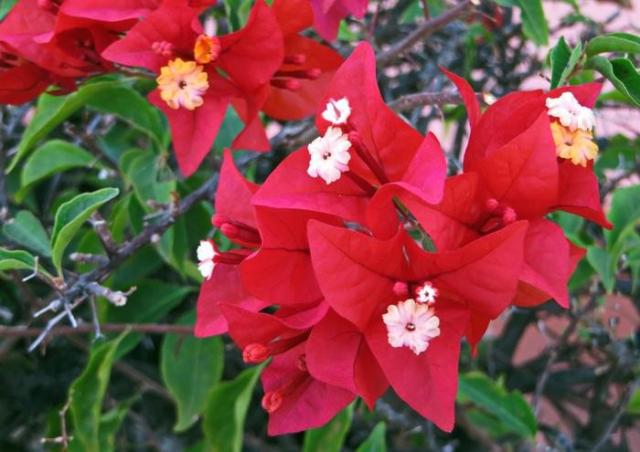 花 ブーゲンビリアの人気商品 通販 価格比較 価格 Com