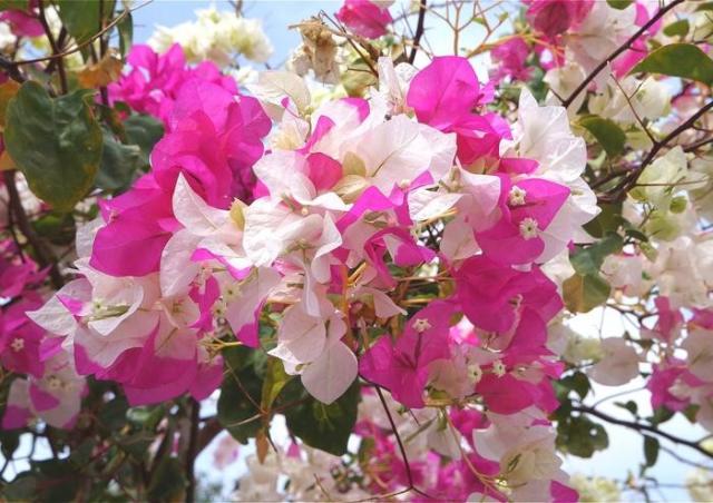 花 ブーゲンビリアの人気商品 通販 価格比較 価格 Com