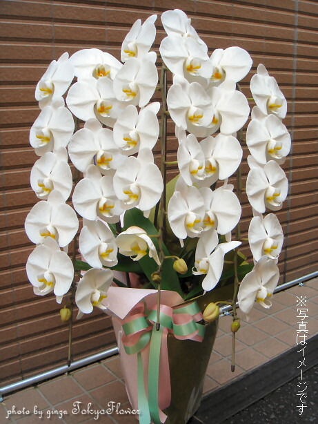 花 キューピット 胡蝶蘭の人気商品 通販 価格比較 価格 Com 花 キューピット 胡蝶蘭の人気商品 通販 価格比較 価格 Com
