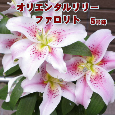 オリエンタルリリー 球根の人気商品 通販 価格比較 価格 Com