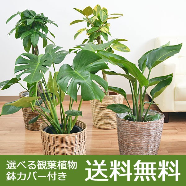 モンステラ 観葉植物の人気商品 通販 価格比較 価格 Com