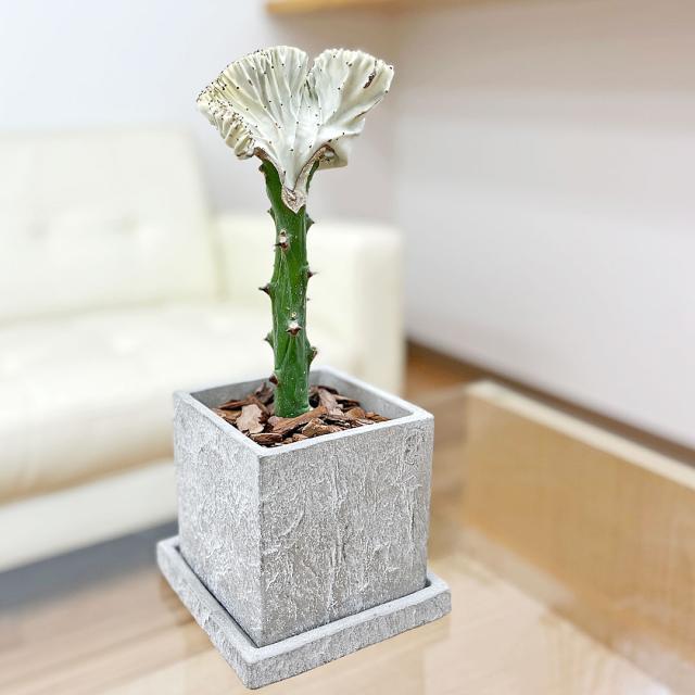 観葉植物 マハラジャ ユーフォルビアの人気商品 通販 価格比較 価格 Com