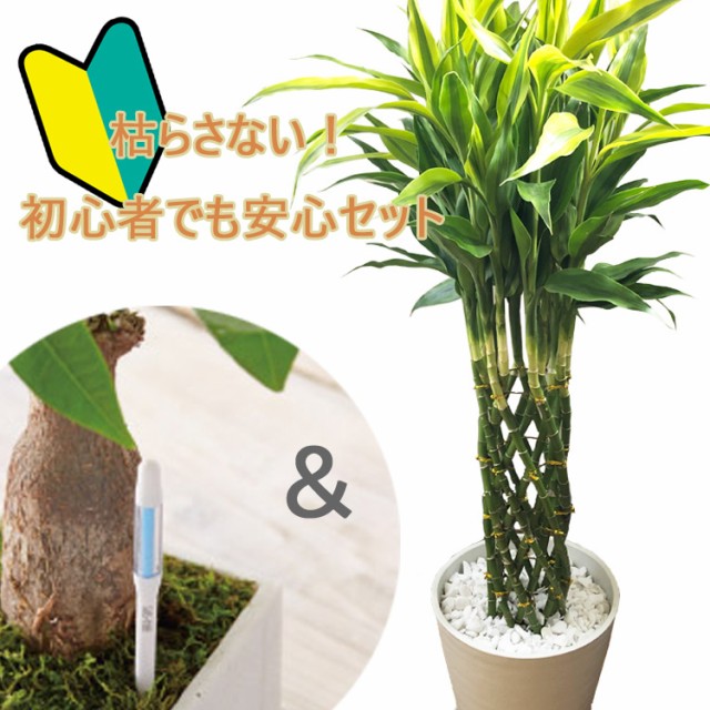 観葉植物 サスティー 水分計の人気商品 通販 価格比較 価格 Com