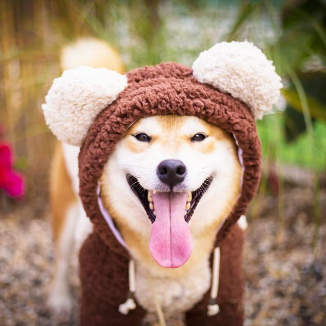 犬用ペット服 つなぎ 犬服 大型犬の人気商品 通販 価格比較 価格 Com