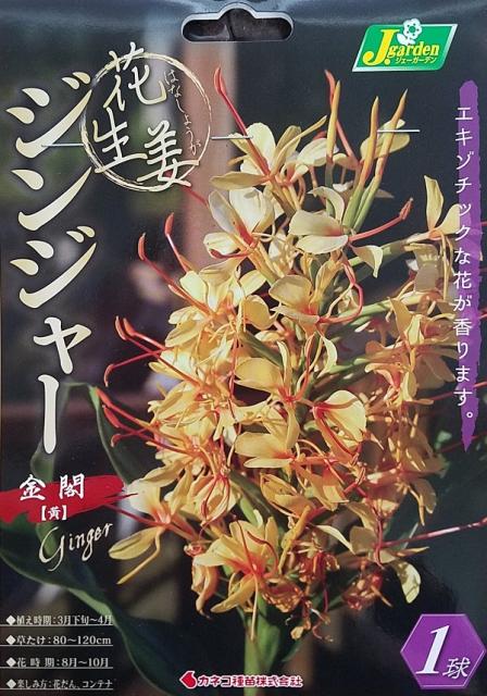 種 ショウガ 種の人気商品 通販 価格比較 価格 Com