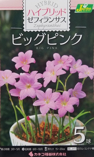 夏 花 寄せ植え 種の人気商品 通販 価格比較 価格 Com