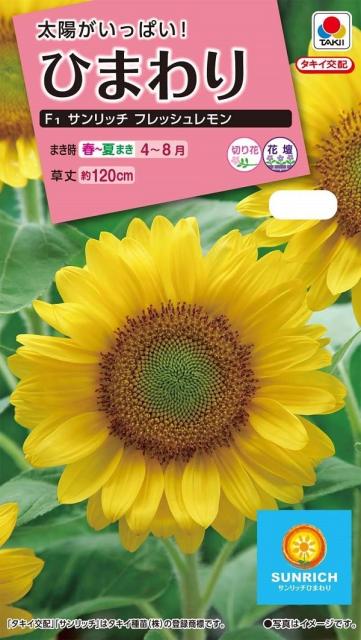 ひまわり 切り花の人気商品 通販 価格比較 価格 Com