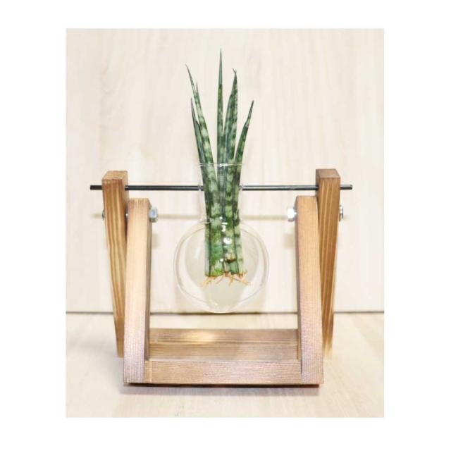 観葉植物 ガラス 水栽培の人気商品 通販 価格比較 価格 Com