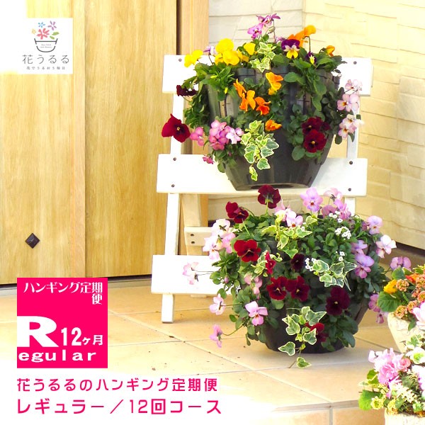 玄関 花 寄せ植えの人気商品 通販 価格比較 価格 Com