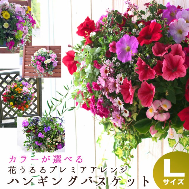 秋 花 植えの人気商品 通販 価格比較 価格 Com