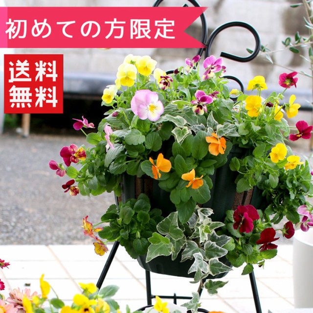 秋 花 寄せ植えの人気商品 通販 価格比較 価格 Com