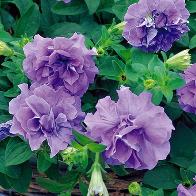 苗 ペチュニア 種の人気商品 通販 価格比較 価格 Com