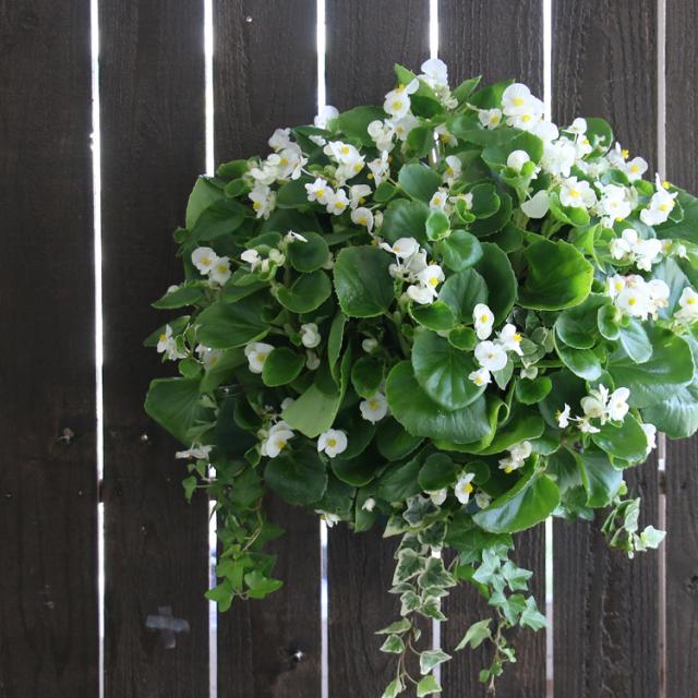 アイビー 寄せ植え 花 生花の人気商品 通販 価格比較 価格 Com