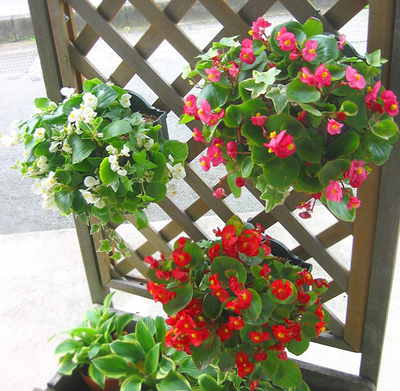 花 ベゴニア 生花の人気商品 通販 価格比較 価格 Com