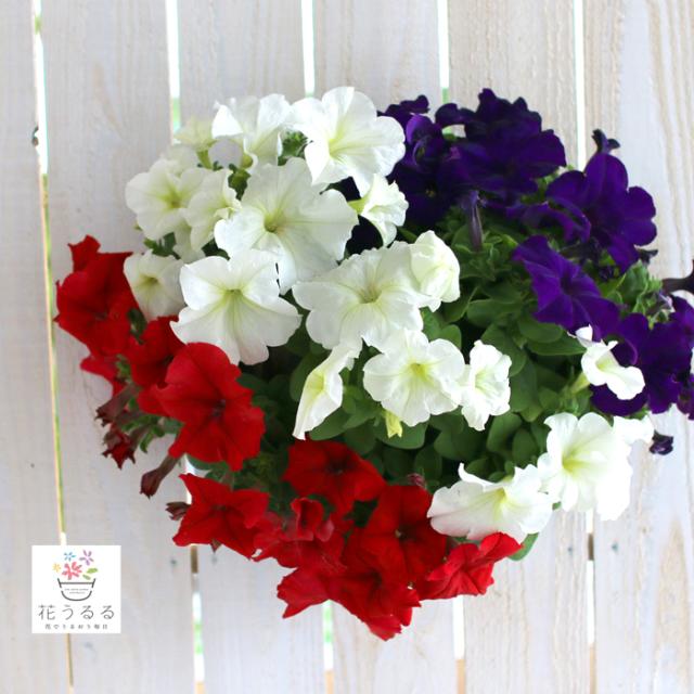 ペチュニア 鉢 生花の人気商品 通販 価格比較 価格 Com