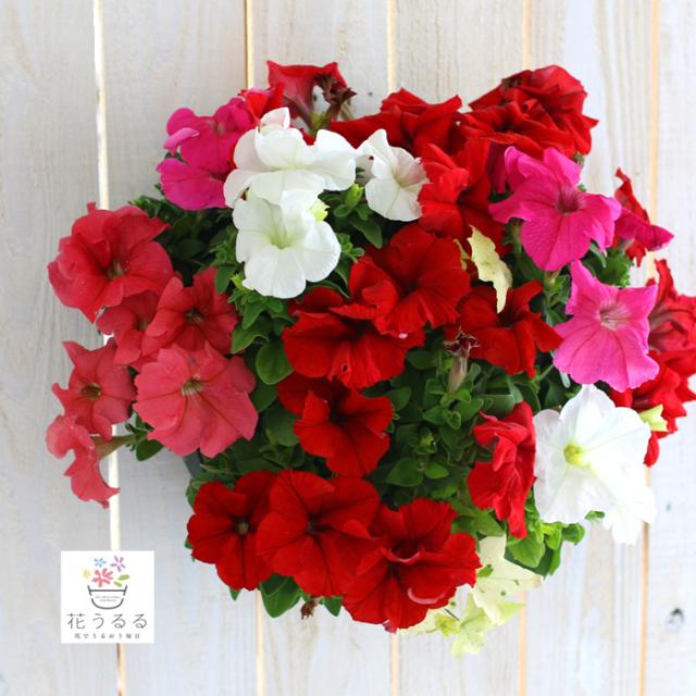 ペチュニア 鉢 生花の人気商品 通販 価格比較 価格 Com