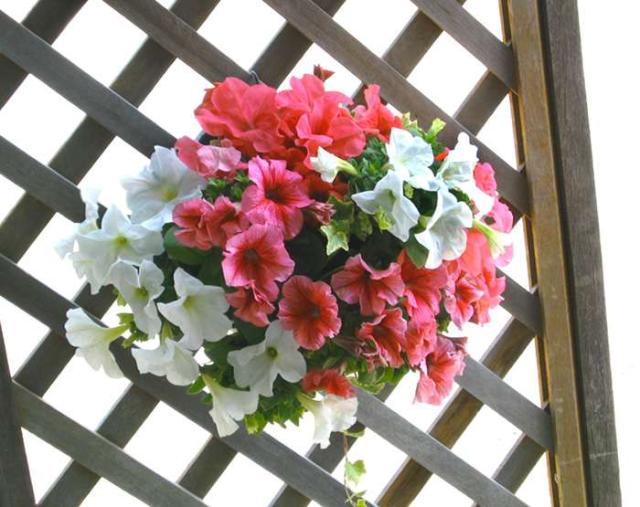 ペチュニア 鉢 生花の人気商品 通販 価格比較 価格 Com