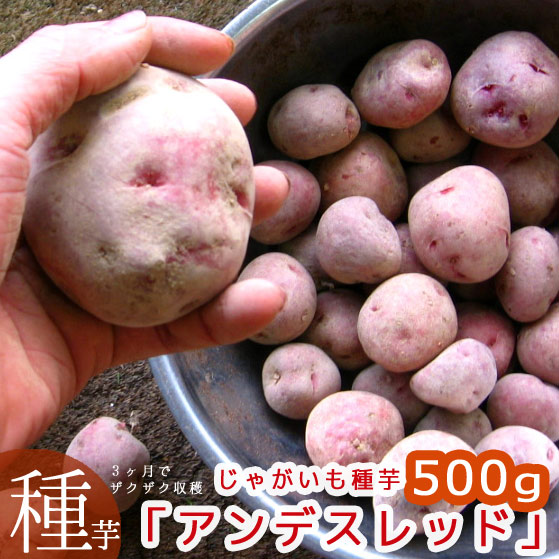 じゃがいも 種の人気商品 通販 価格比較 価格 Com