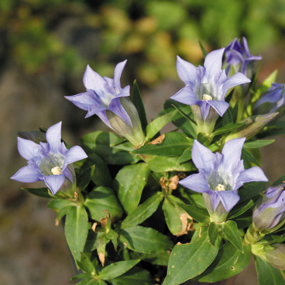 種 リンドウの人気商品 通販 価格比較 価格 Com