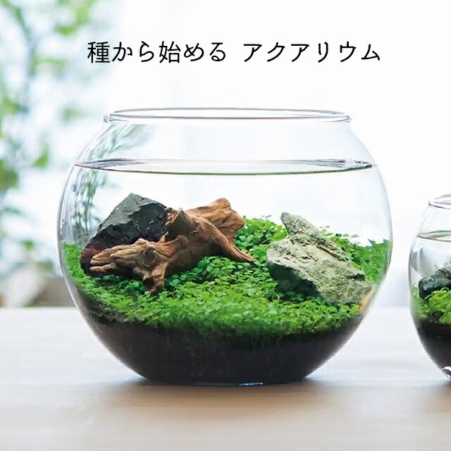 水草 種 Diy 工具の人気商品 通販 価格比較 価格 Com