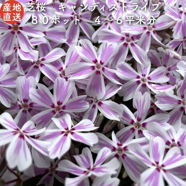 種 芝桜の人気商品 通販 価格比較 価格 Com