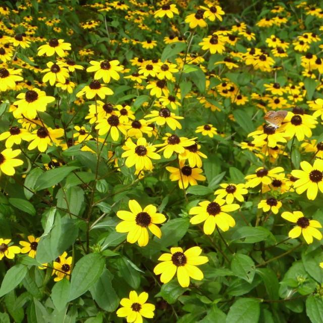 種 ルドベキアの人気商品 通販 価格比較 価格 Com