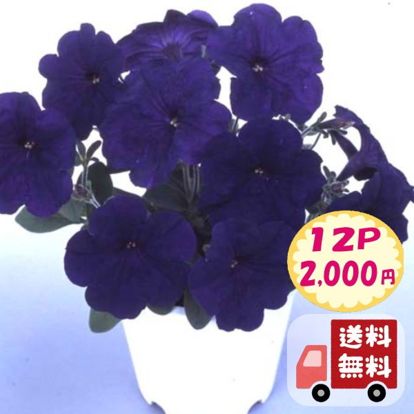 苗 ペチュニア 種の人気商品 通販 価格比較 価格 Com