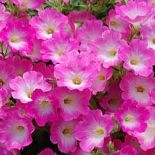 苗 ペチュニア 種の人気商品 通販 価格比較 価格 Com