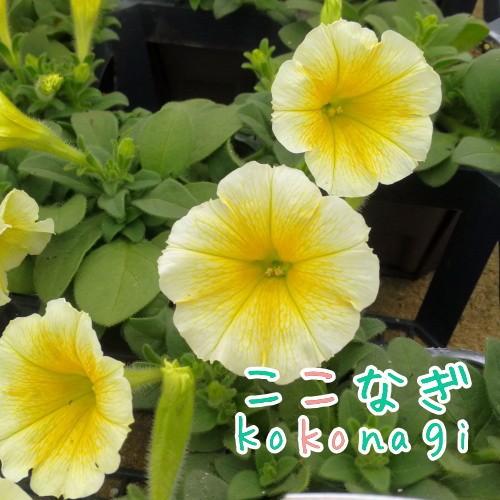 苗 ペチュニア 種の人気商品 通販 価格比較 価格 Com