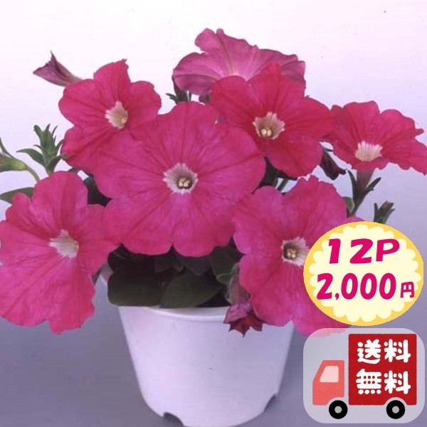 苗 ペチュニア 種の人気商品 通販 価格比較 価格 Com
