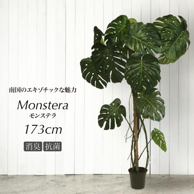 観葉植物 モンステラ 大型 農業資材 ガーデニング用品の人気商品 通販 価格比較 価格 Com