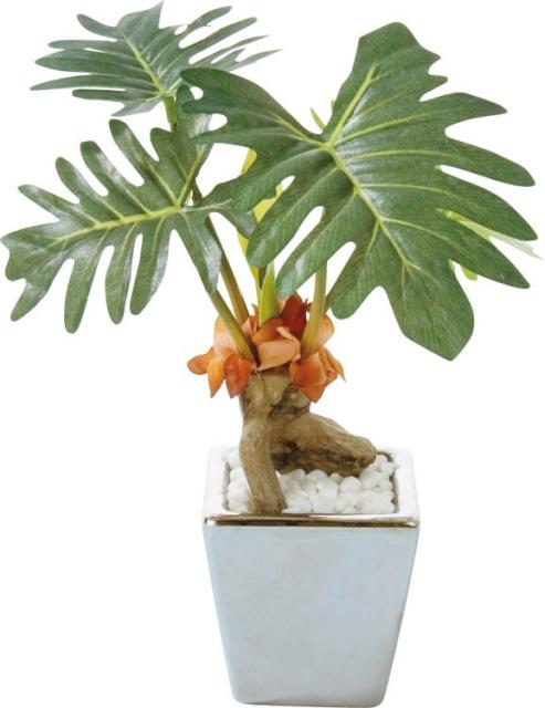 フィロデンドロン セロームの人気商品 通販 価格比較 価格 Com