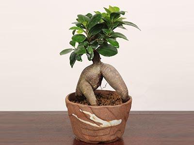 植木 盆栽 ガジュマルの人気商品 通販 価格比較 価格 Com