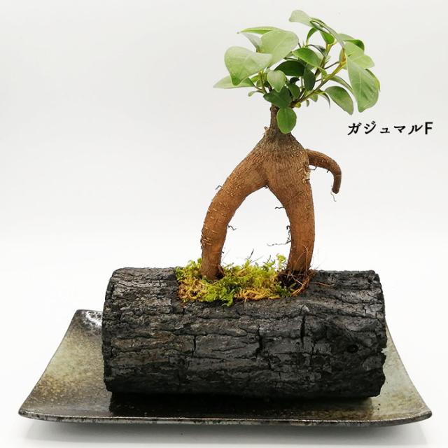 室内 炭 農業資材 ガーデニング用品の人気商品 通販 価格比較 価格 Com