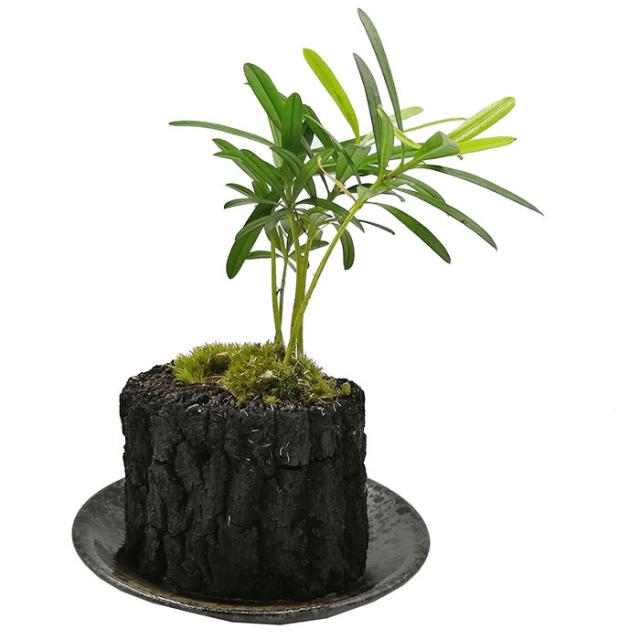 観葉植物 炭の人気商品 通販 価格比較 価格 Com