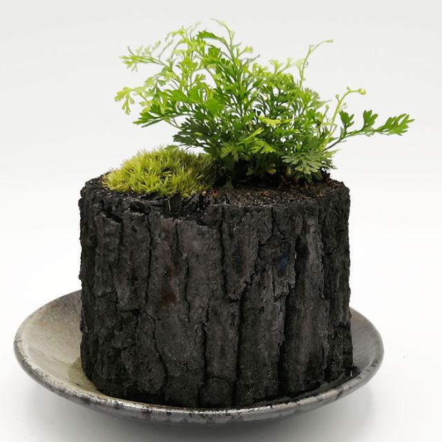 室内 炭 農業資材 ガーデニング用品の人気商品 通販 価格比較 価格 Com