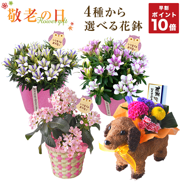 生花 ダリア 鉢の人気商品 通販 価格比較 価格 Com