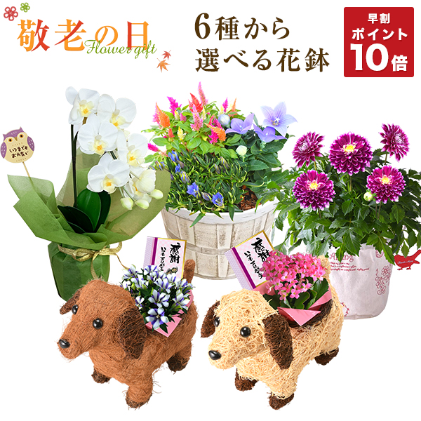 種 リンドウの人気商品 通販 価格比較 価格 Com