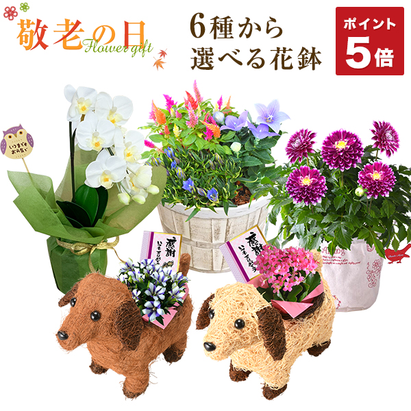 生花 ダリア 鉢 Diy 工具の人気商品 通販 価格比較 価格 Com