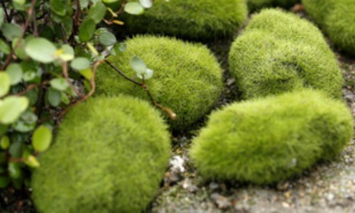 盆栽 石の人気商品 通販 価格比較 価格 Com