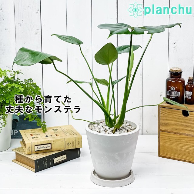 観葉植物 モンステラ 5号の人気商品 通販 価格比較 価格 Com