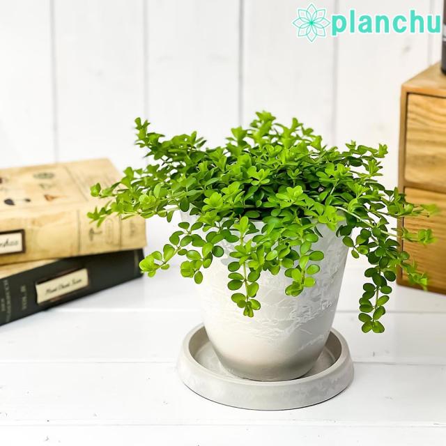 観葉植物 ペペロミア 4号の人気商品 通販 価格比較 価格 Com