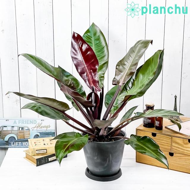 観葉植物 フィロデンドロン 観葉植物の人気商品 通販 価格比較 価格 Com