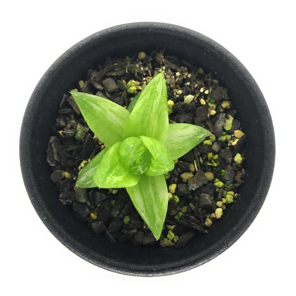 観葉植物 ハオルチア 錦の人気商品 通販 価格比較 価格 Com 観葉植物 ハオルチア 錦の人気商品 通販 価格比較 価格 Com