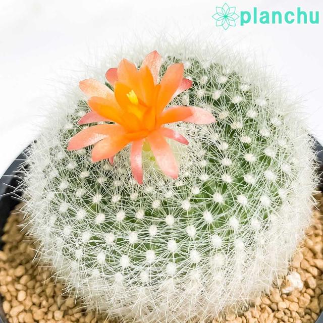 サボテン 花 白 観葉植物の人気商品 通販 価格比較 価格 Com