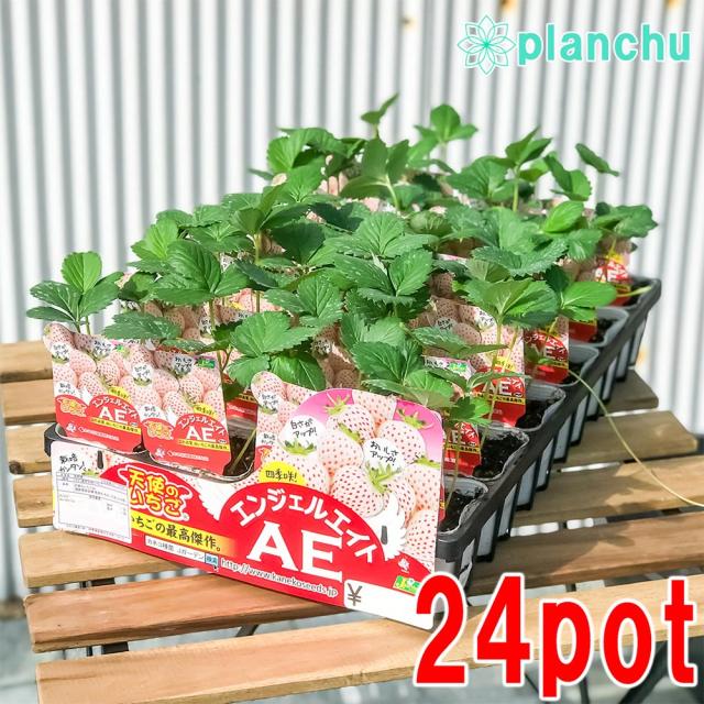 苗 イチゴ 白の人気商品 通販 価格比較 価格 Com