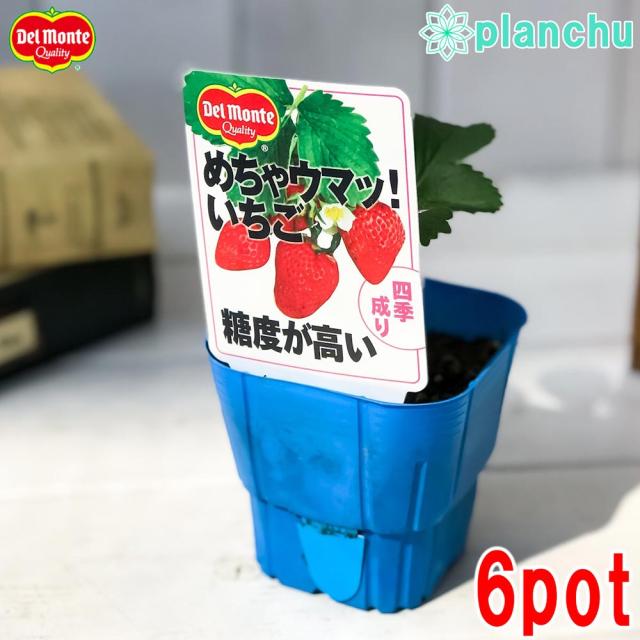 苗 イチゴ 種の人気商品 通販 価格比較 価格 Com